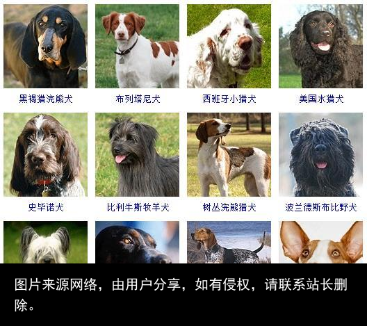 178个宠物狗品种图片大全，宠物狗品种大全