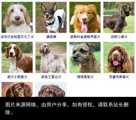 178个宠物狗品种图片大全，宠物狗品种大全