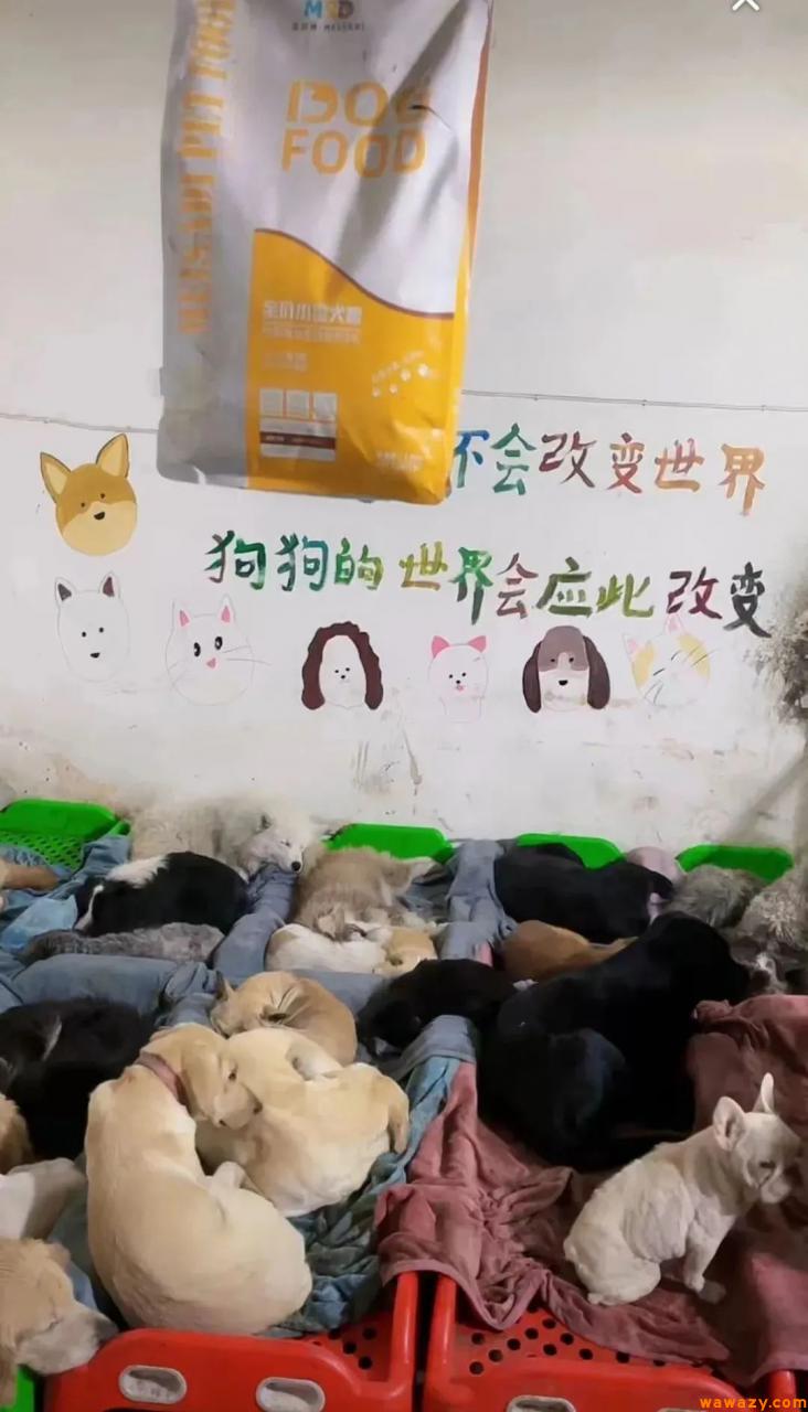 抖音宠物直播，不用露脸，不用话术，靠打赏日入1000+