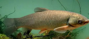 这个养殖项目8元回收25元卖出，只需十亩地，1年可赚40多万