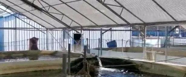 这个养殖项目8元回收25元卖出，只需十亩地，1年可赚40多万