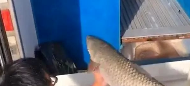 这个养殖项目8元回收25元卖出，只需十亩地，1年可赚40多万