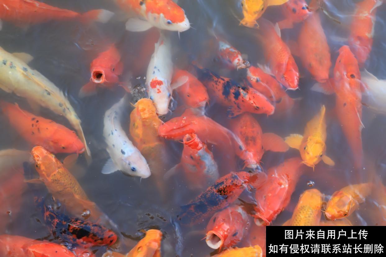 红楼梦中的青浦大观园，是一个红楼文化的参观和游览之地