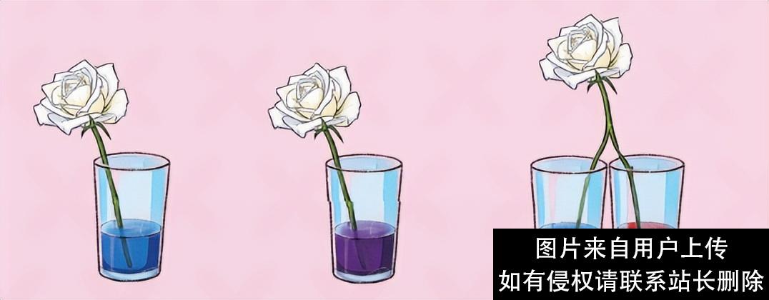 科学启蒙 | 6个趣味家庭小实验，让孩子爱上科学