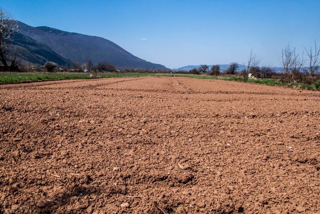 农村土地种什么能赚钱?这是四种植物可以考虑,利润高!