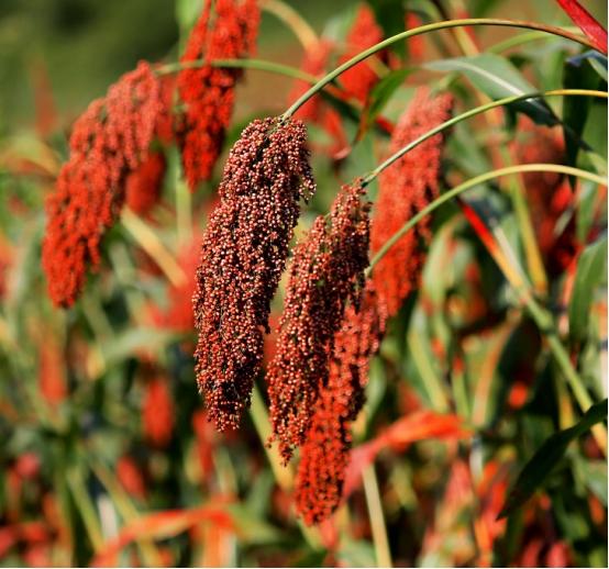 洋河天之蓝梦之蓝海之蓝哪个贵，都是洋河酒，海之蓝、天之蓝、梦之蓝有啥区别？弄懂再喝也不迟