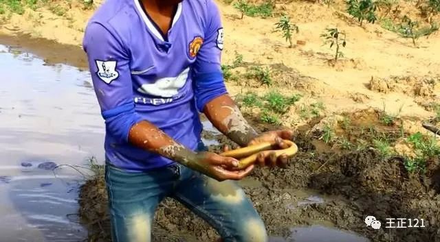 农村挖黄鳝直播暴利！一个月赚个几十个W，你也可以实现！