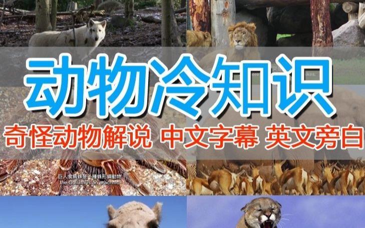 外面收费1699的国外纪录片解说教程，（动物解说、美食、动画片）稳过中视频