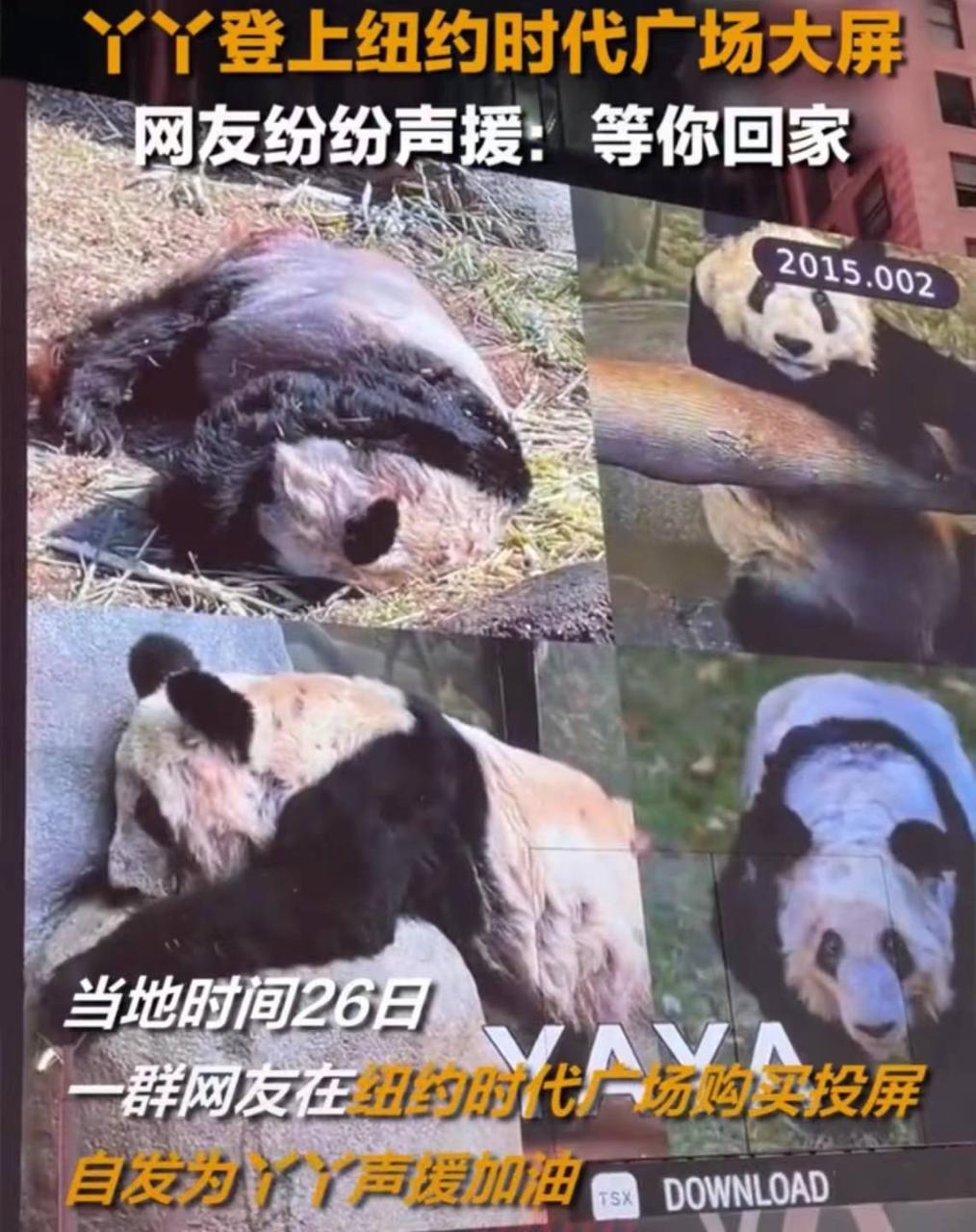 赖岳谦最新节目视频2021，赖岳谦：美方行为让人厌恶，丫丫现身纽约时代广场