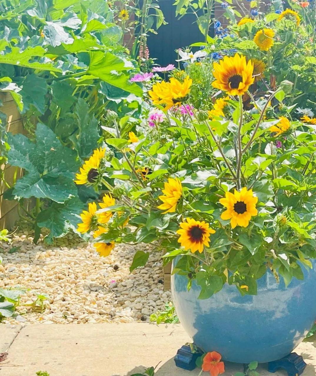 向日葵光辉岁月是一年生还是多年生，光辉岁月向日葵有几个明显的缺点，但我还喜欢它，你还会养么？