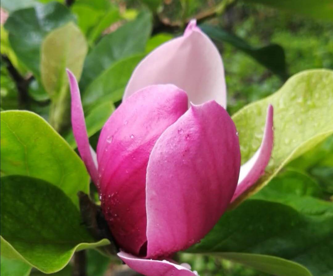 姣字粤语发音，是否懂粤语一个姣字是块试金石