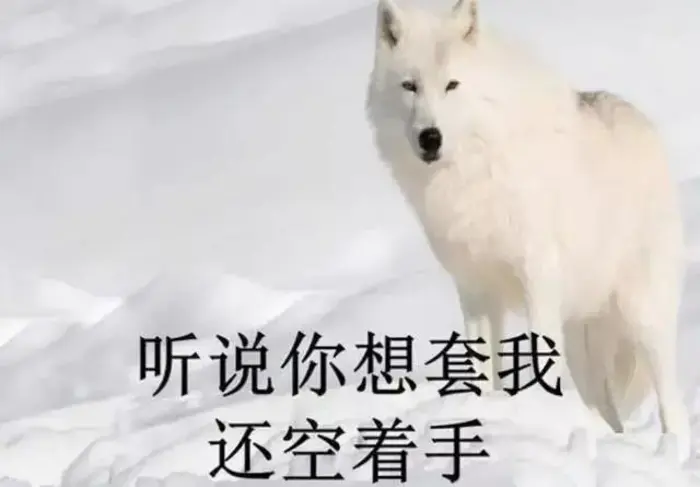 空手套白狼是褒义还是贬义，高手都在用，普通人必须知道的8种空手套白狼的赚钱方法