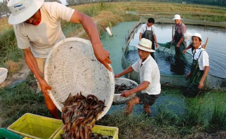 农村养殖赚钱不赚钱，农村暴利养殖项目，每亩养3000斤，一斤20元，年入100万