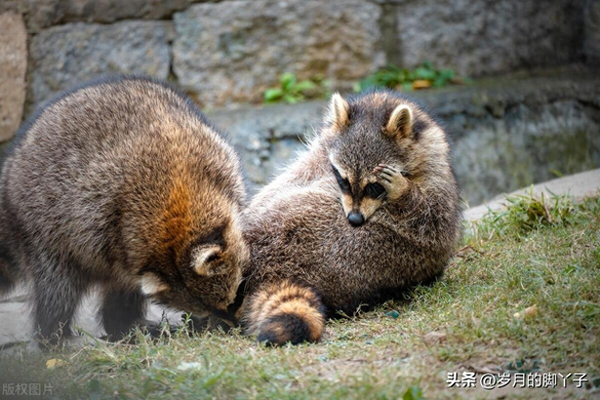 一条新的自媒体路一月前开始兴起，担心它的未来
