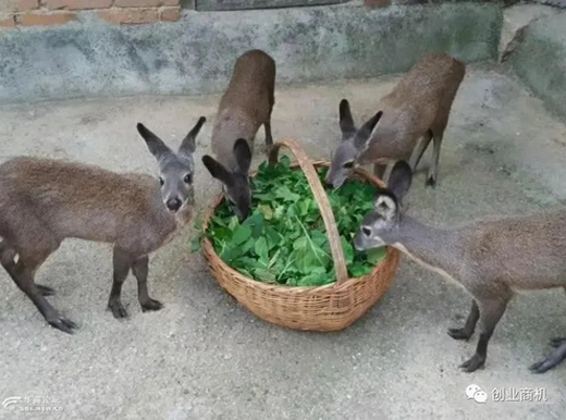 比养猪牛羊更加赚钱行业，1只卖35000元，养58只年入78万，真暴利