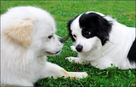 适合大学生创业的行业，推荐五个适合大学生创业项目，样样都是高招