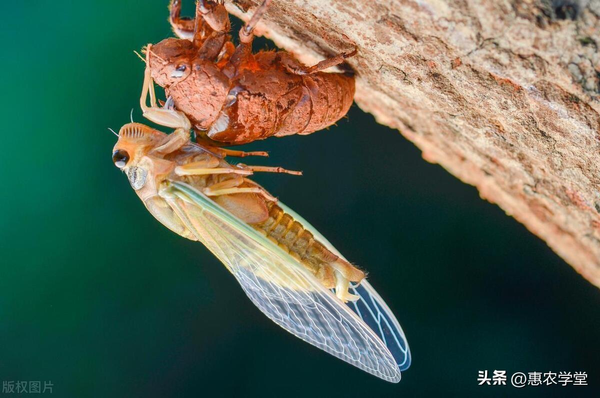 蝉蜕价格大涨！2023年蝉蜕价格多少钱一斤？