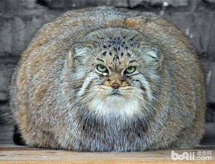 帕拉斯是什么动物，世界上最凶猛的猫——帕拉斯猫，除了凶，还有萌！