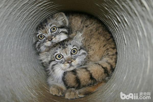 帕拉斯是什么动物，世界上最凶猛的猫——帕拉斯猫，除了凶，还有萌！