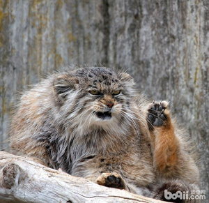 帕拉斯是什么动物，世界上最凶猛的猫——帕拉斯猫，除了凶，还有萌！