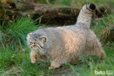 帕拉斯是什么动物，世界上最凶猛的猫——帕拉斯猫，除了凶，还有萌！