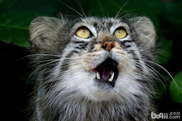 帕拉斯是什么动物，世界上最凶猛的猫——帕拉斯猫，除了凶，还有萌！