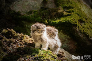 帕拉斯是什么动物，世界上最凶猛的猫——帕拉斯猫，除了凶，还有萌！