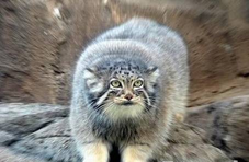 帕拉斯猫：我这么凶都是环境逼的！