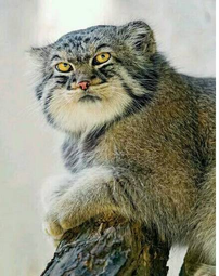 帕拉斯猫：我这么凶都是环境逼的！