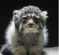 帕拉斯猫：我这么凶都是环境逼的！