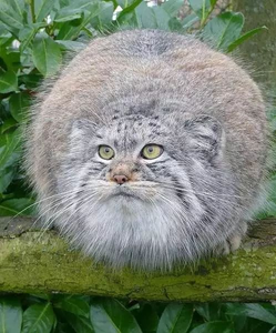 帕拉斯猫：我这么凶都是环境逼的！