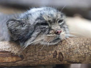 帕拉斯猫：我这么凶都是环境逼的！