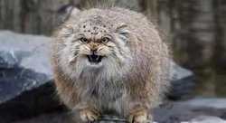 帕拉斯猫：我这么凶都是环境逼的！