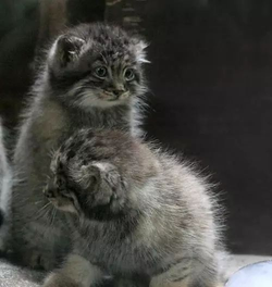 帕拉斯猫：我这么凶都是环境逼的！