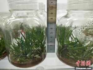 被誉为植物界的大熊猫的植物是什么植物，“植物界大熊猫”背后的守护者：助濒危植物焕发新生