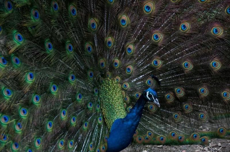 孔雀养殖赚钱吗？食肉、蛋、羽毛多途径盈利