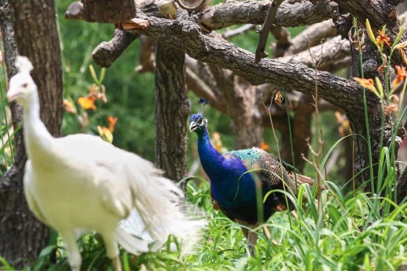 孔雀养殖赚钱吗？食肉、蛋、羽毛多途径盈利