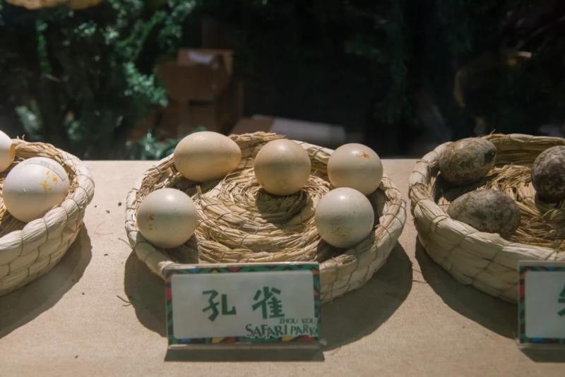 孔雀养殖赚钱吗？食肉、蛋、羽毛多途径盈利